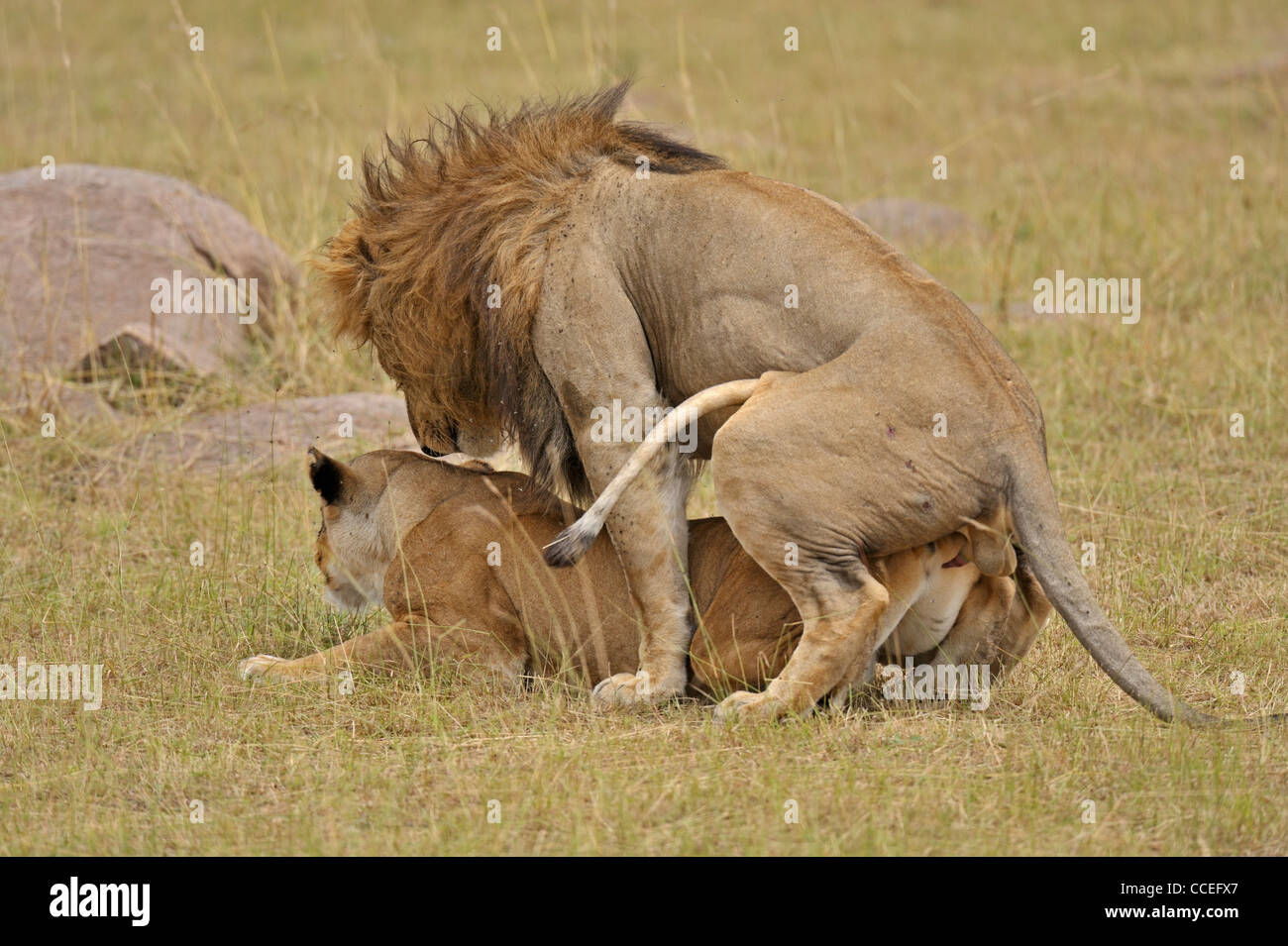 I Lions di accoppiamento in erbe del Masai Mara, Kenya, Africa Foto Stock