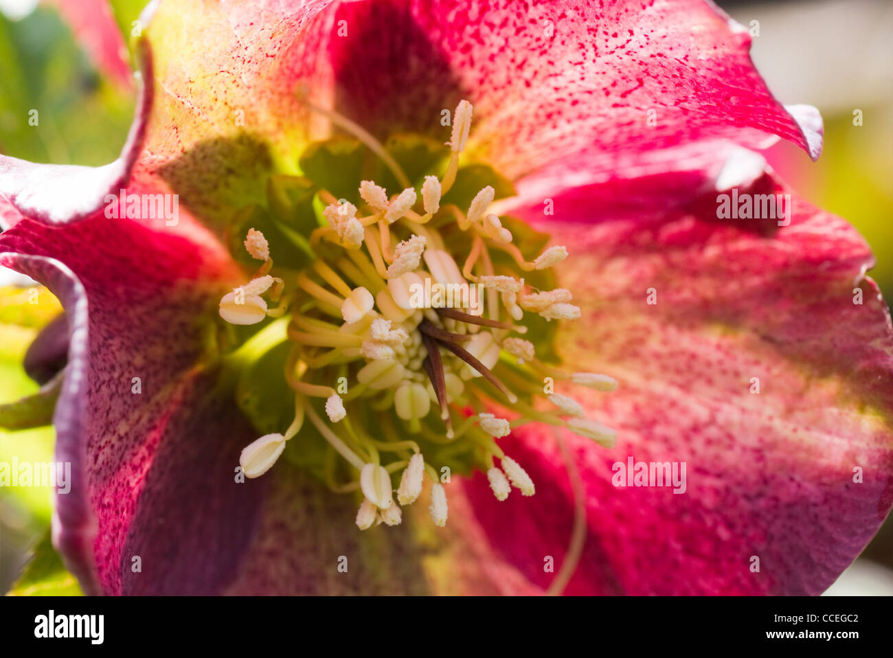 Fiore di colore rosso veratro quaresimale o Helleborus orientalis in fiore nel sole primaverile Foto Stock