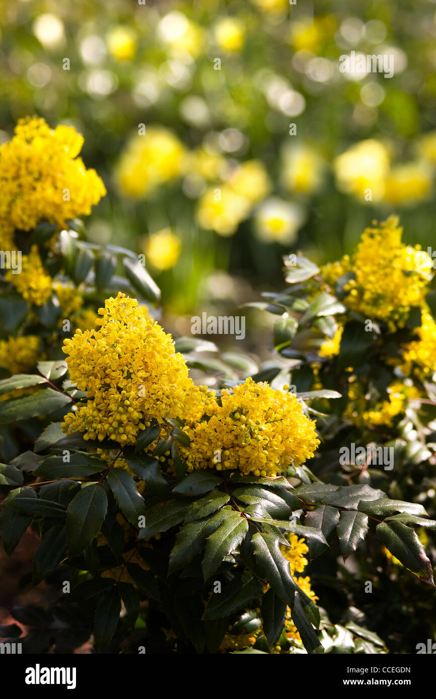 Boccola del fiore giallo Oregon-uva o di Mahonia aquifolium in primavera con bokeh in background Foto Stock