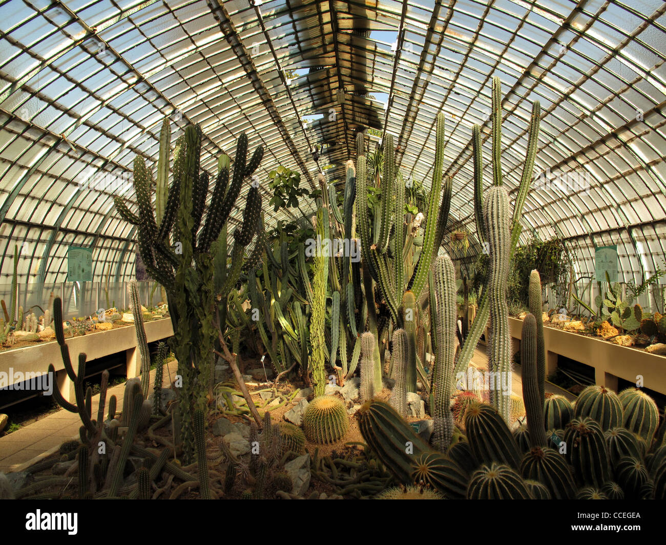 Jardin des serres d'Auteuil,Parigi,Francia,Bois de Boulogne,giardino serre di Auteuil,cactus,piante succulente,cactaceae Foto Stock