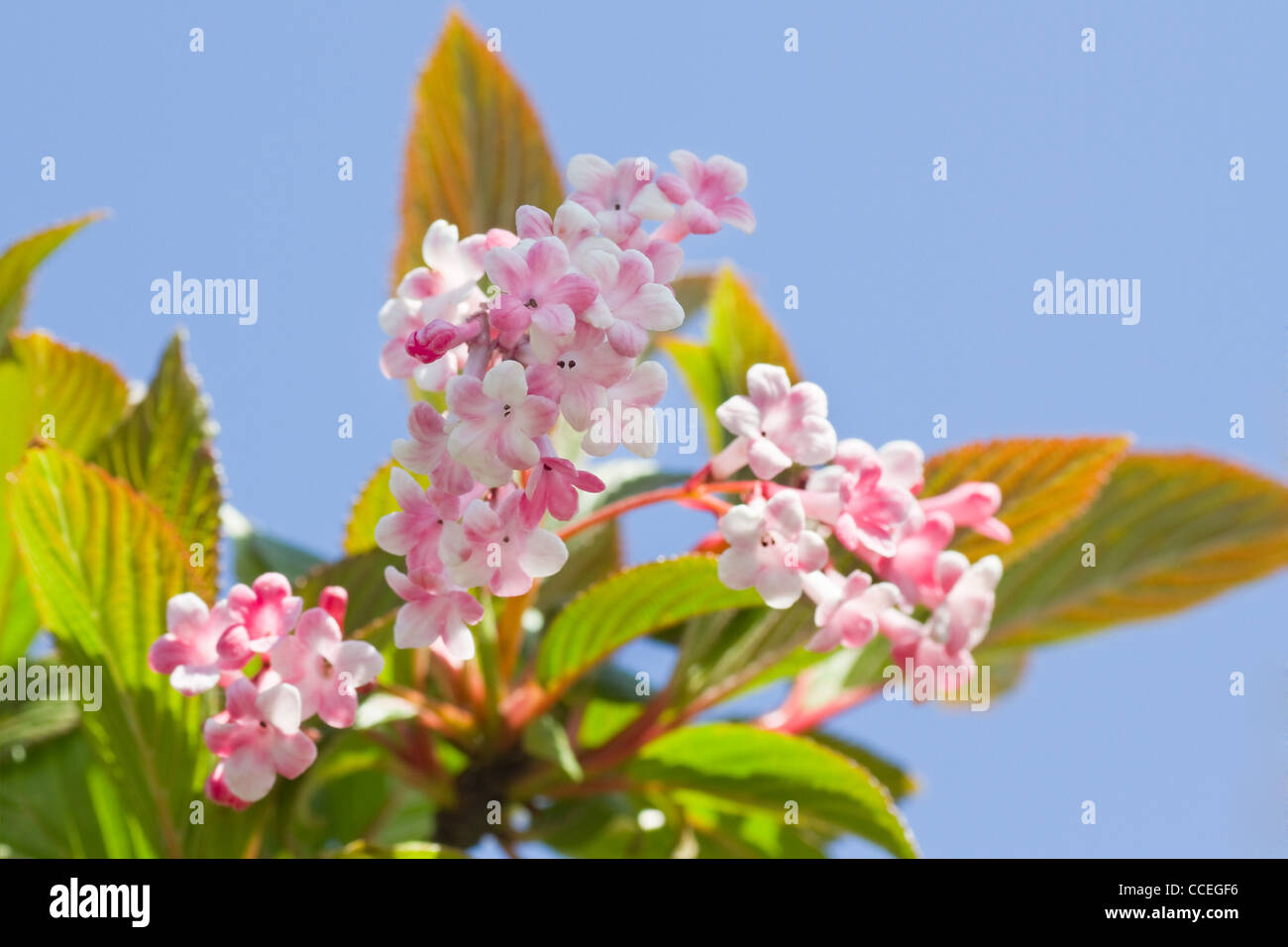Fiori più recente dalla fioritura invernale snowball di rosa fiori in aprile Foto Stock