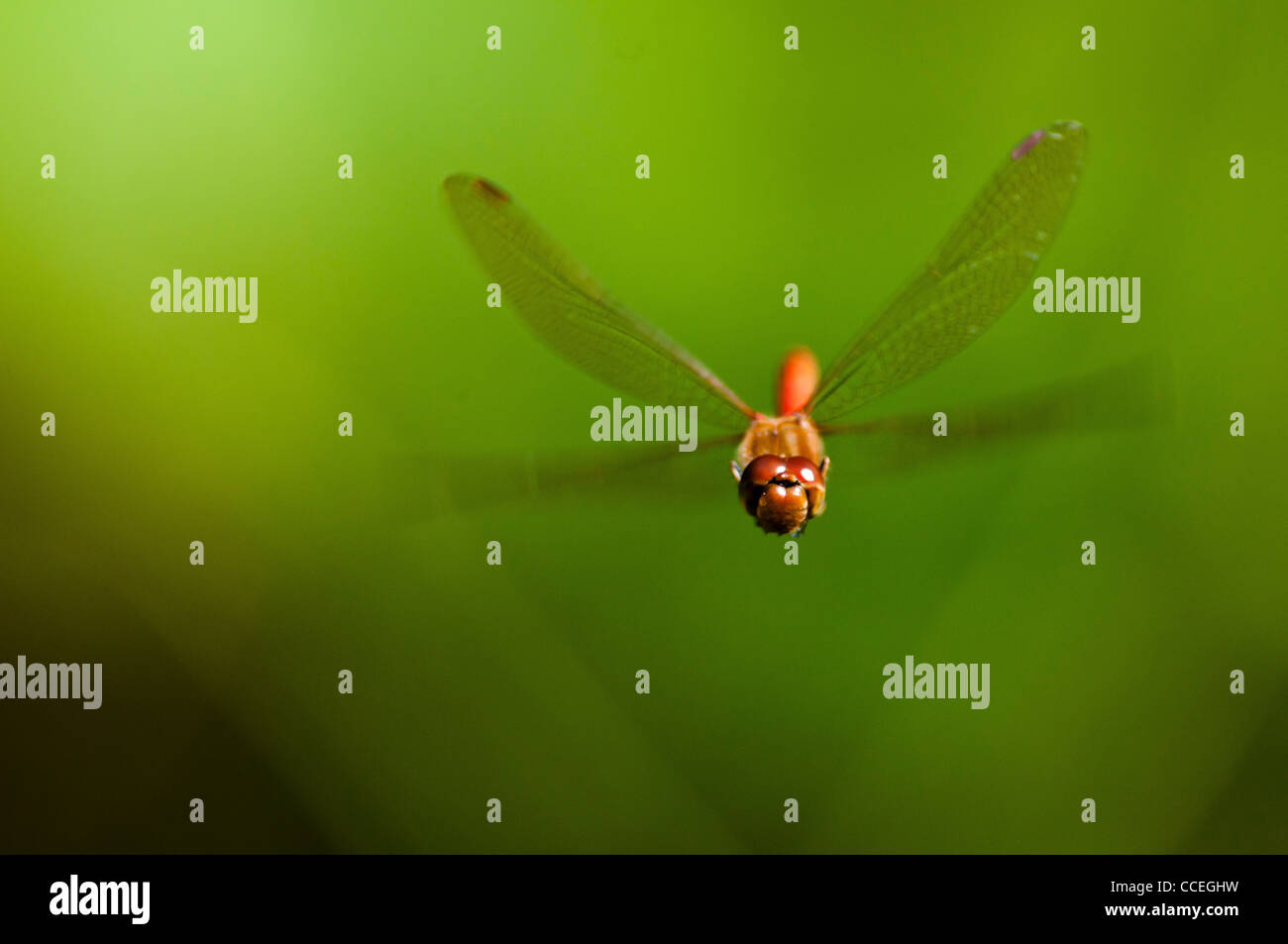 Common darter (sympetrum striolatum) Foto Stock