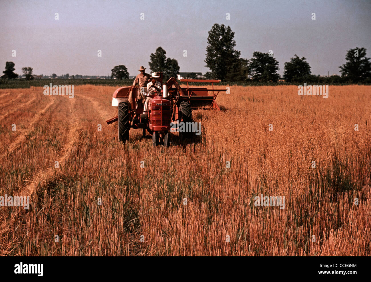 Raccolta di avena, southeastern Georgia, circa 1940 Foto Stock