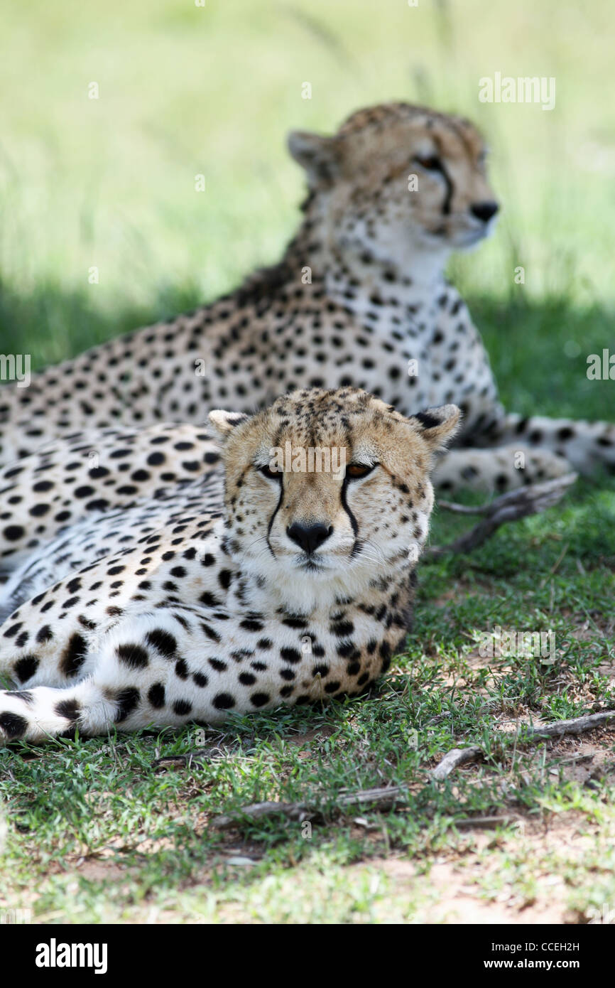 Due ghepardi (fratelli), la Riserva Nazionale Masai Mara, Kenya, Africa Orientale. 2/2/2009. Fotografia: Stuart Boulton/Alamy Foto Stock