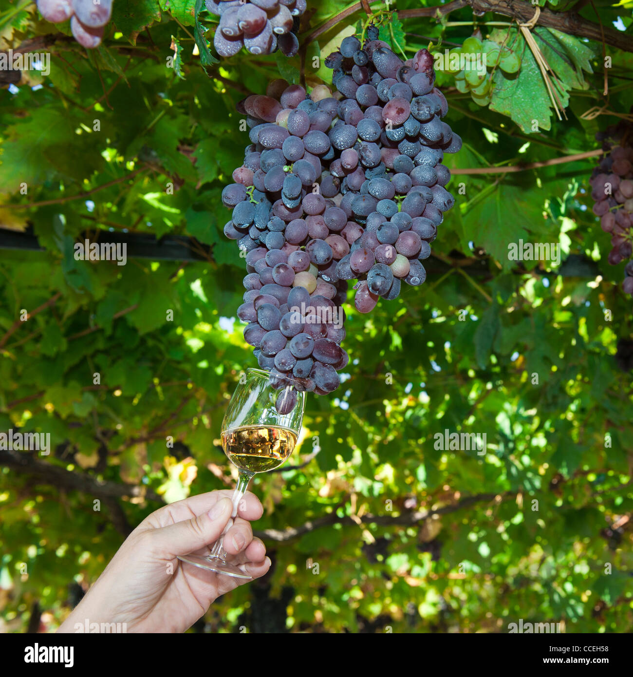 Tenendo un bicchiere di vino in un grappolo di uva, Alto Douro, Tras-Os-Montes, Portogallo Foto Stock