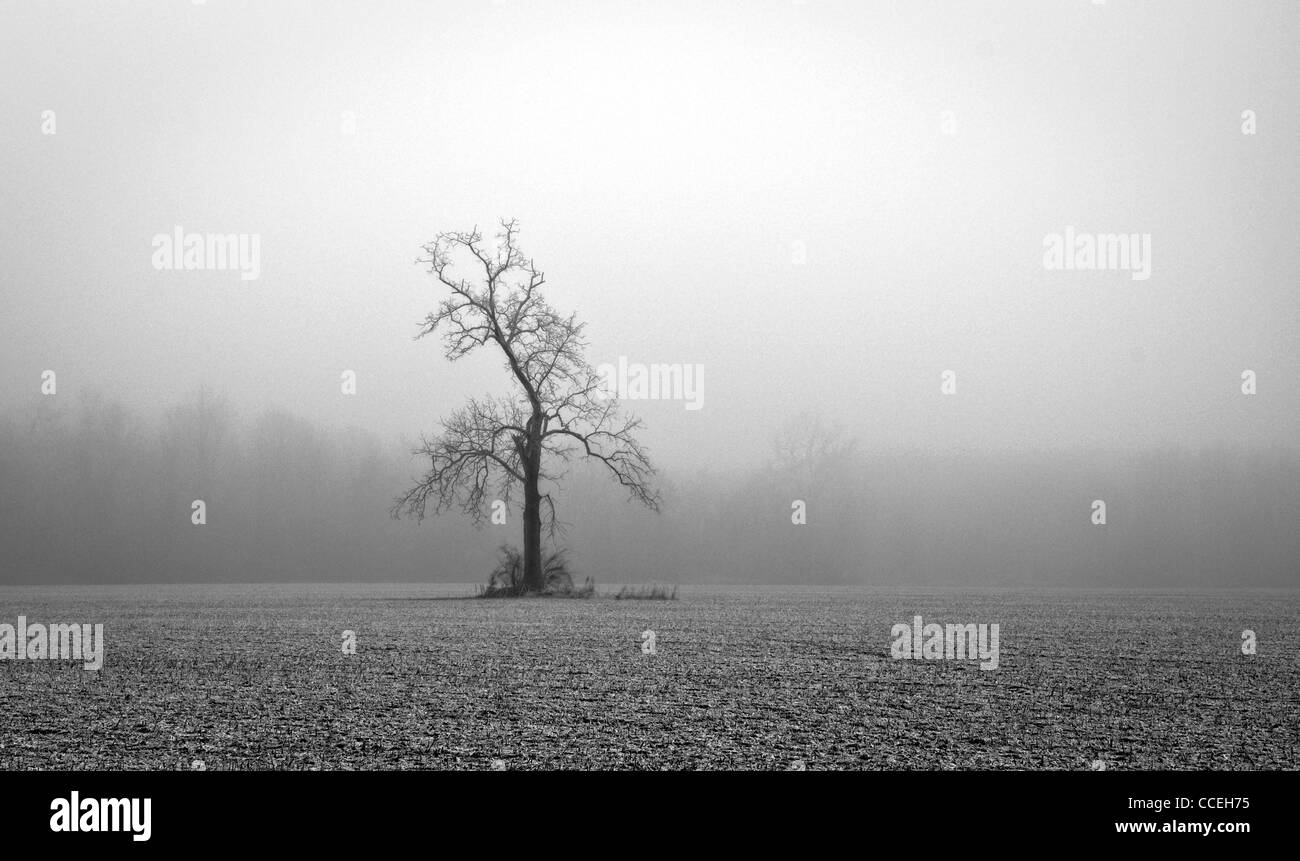 Foto in bianco e nero di un albero solitario in un campo su un nebbioso giorno d'inverno. Foto Stock