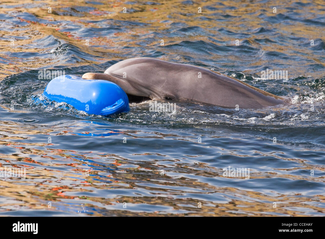 Il tursiope o delfino maggiore o Tursiops truncatus giocando in acqua Foto Stock