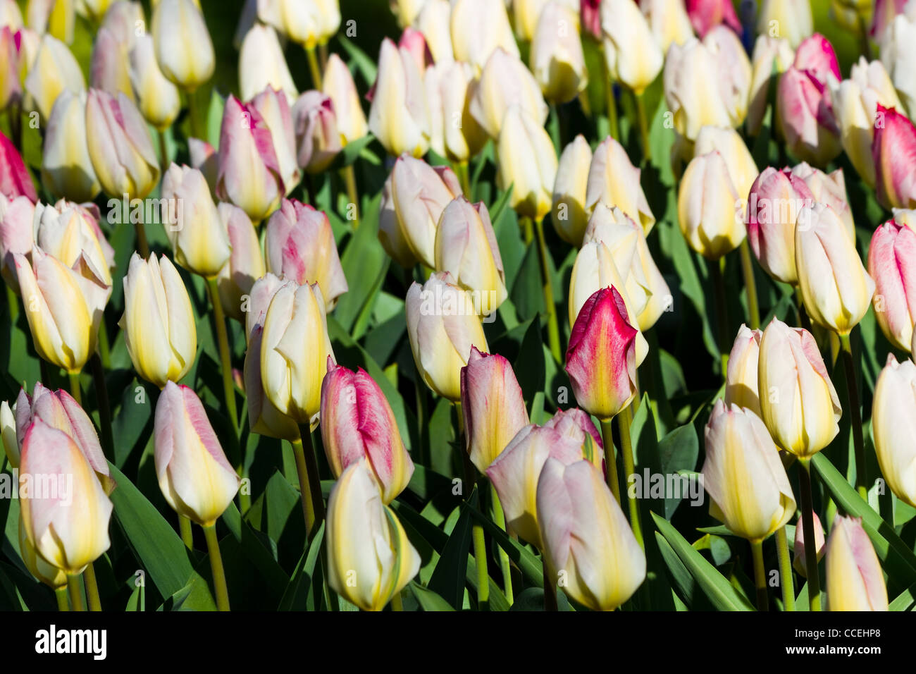 Campo di tulipani di colore bianco con un rosso arrossire in primavera Foto Stock