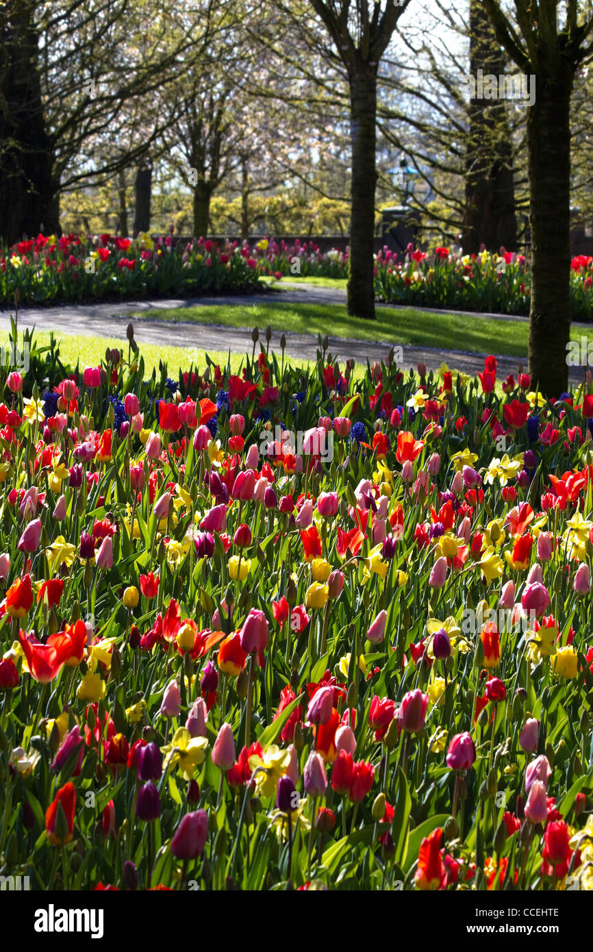 Molla colorato giardino con tulipani e narcisi in mattina presto in aprile - immagine verticale Foto Stock