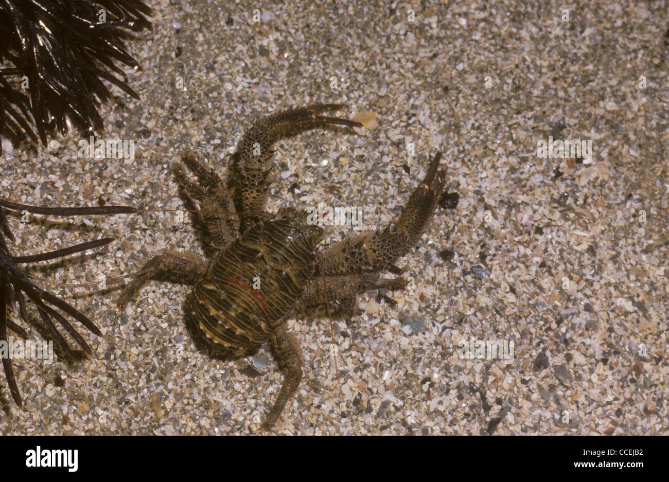 Esegui uno squat Lobster. Galathea squamifera Galles. Regno Unito Foto Stock