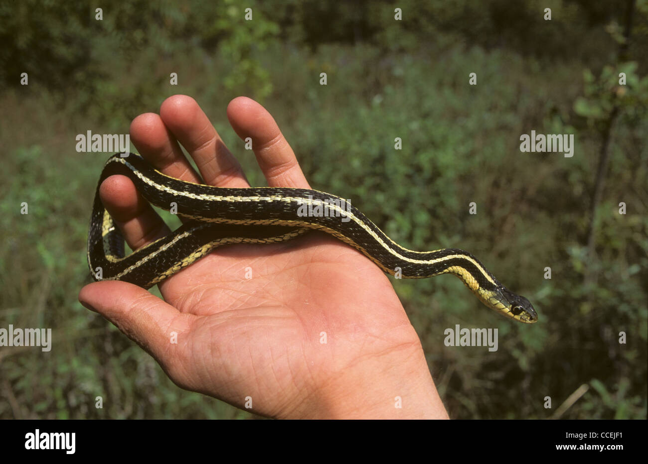 Common Garter Snake Thamnophis sirtalis essendo tenuto in mano. In Ontario. Canada Foto Stock