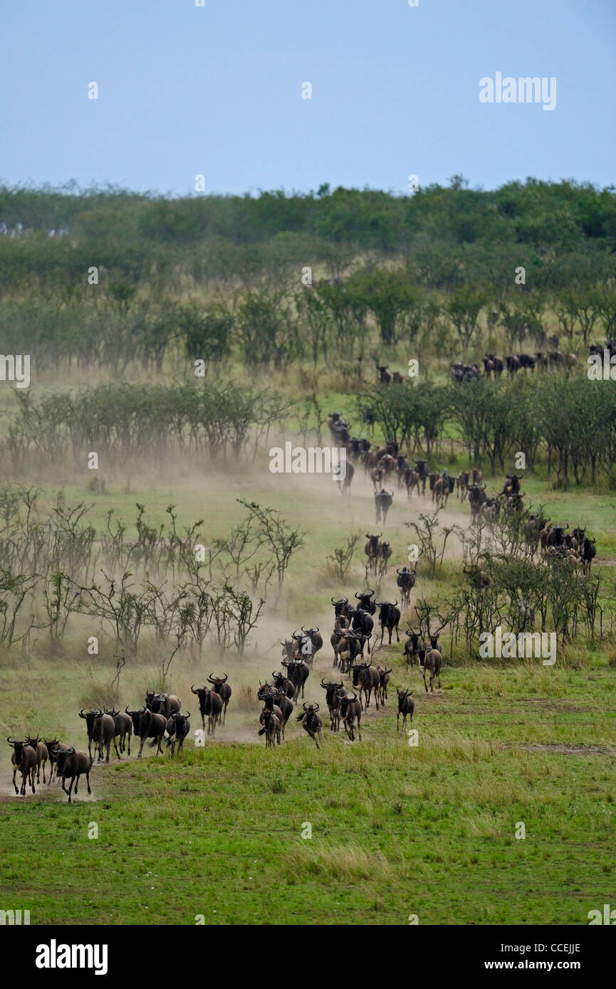 Gnu (o GNU, wildebeests o wildebai, gnu) sull'esecuzione in Masai Mara, Kenya, Africa Foto Stock