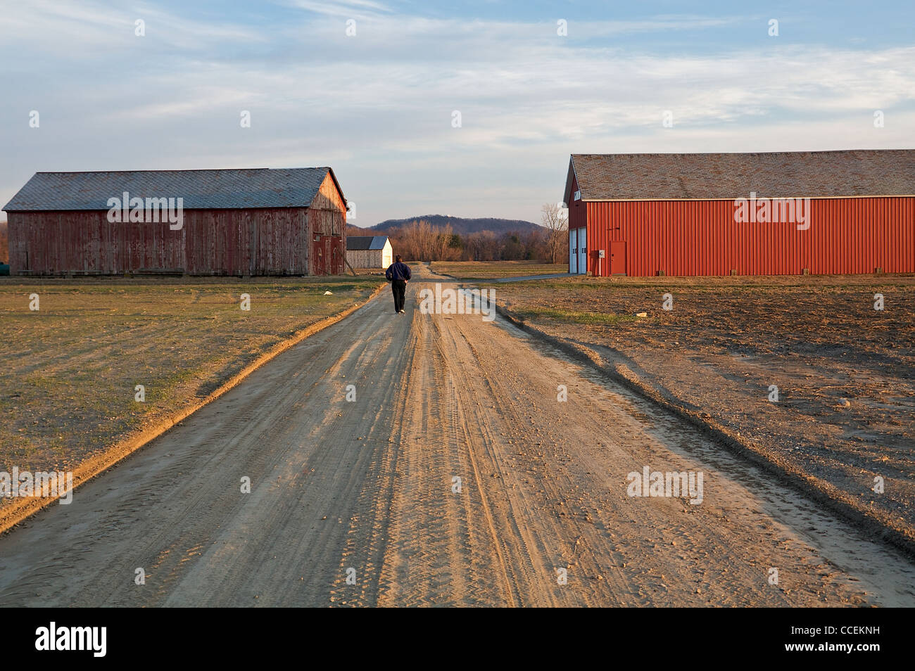 Un uomo cammina giù per una strada sterrata tra granai in Hatfield, Massachusetts Foto Stock