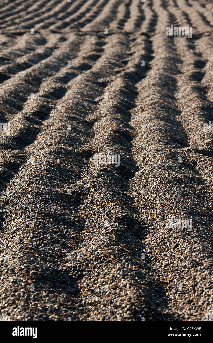 Raccolte di semi di girasole di essiccazione al sole su un paese Indiano road. Andhra Pradesh, India Foto Stock