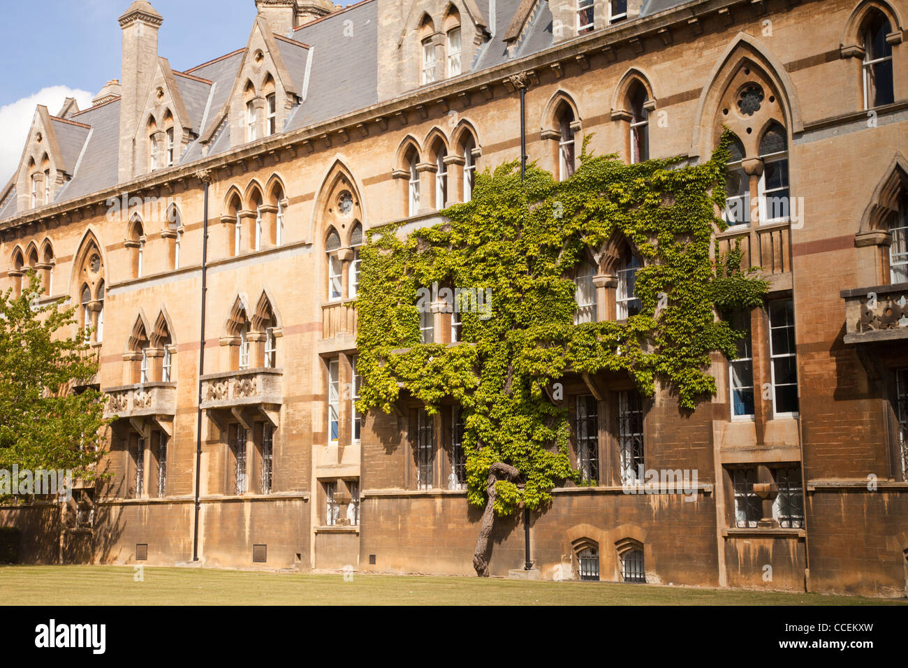 Virginia superriduttore crescente sulla facciata del Christ Church College di Oxford Inghilterra Foto Stock