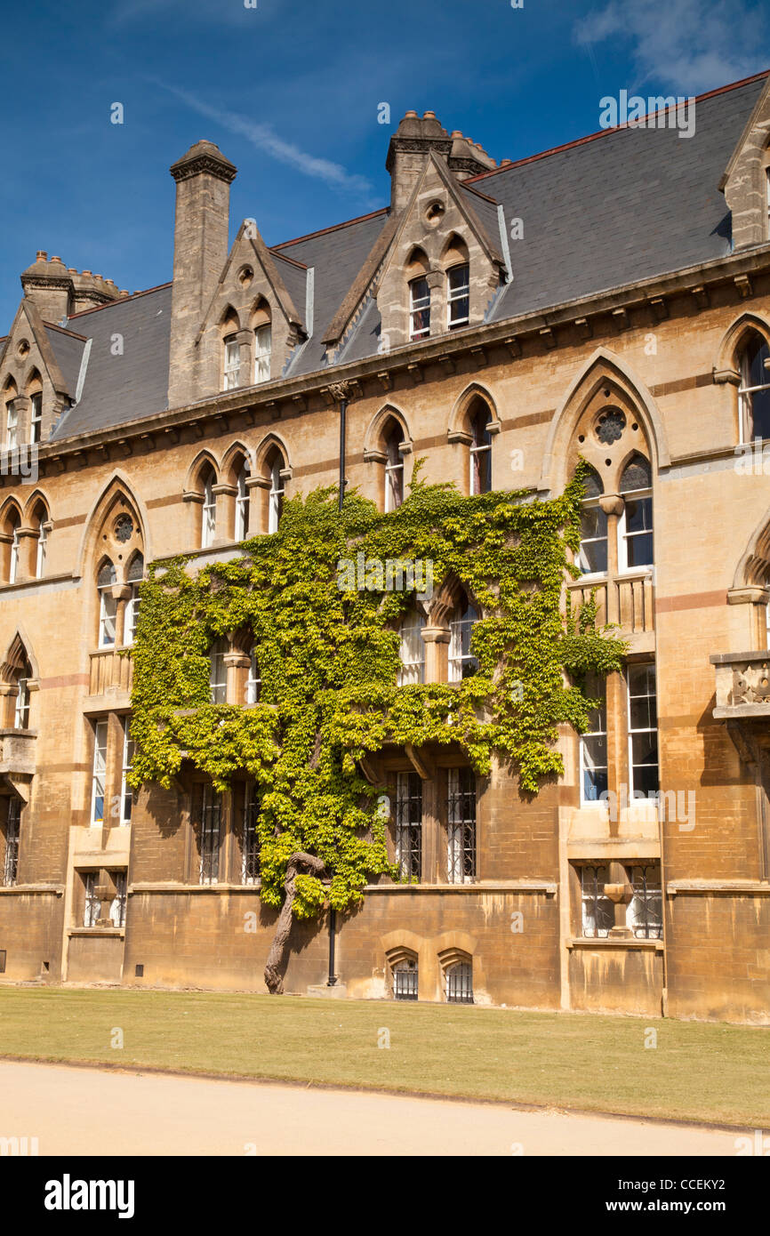 Virginia superriduttore crescente sulla facciata del Christ Church College di Oxford Inghilterra Foto Stock