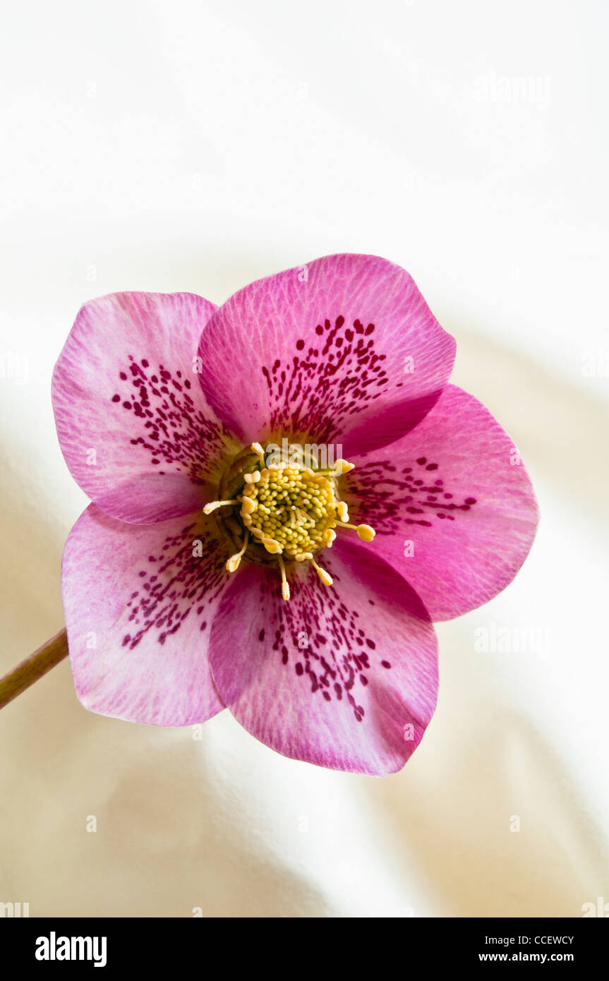 Rosa quaresimale ( Helleborus orientalis ) vista ravvicinata di pinky viola l'elleboro, che mostra il modello punteggiato di petali interni. Foto Stock