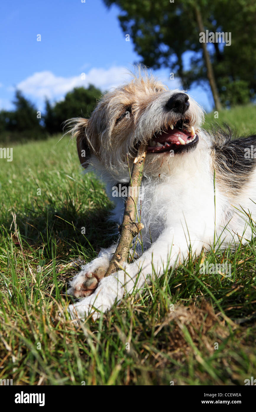 Un Parsons Russell Terrier seduto sull'erba, masticare un bastone Foto Stock