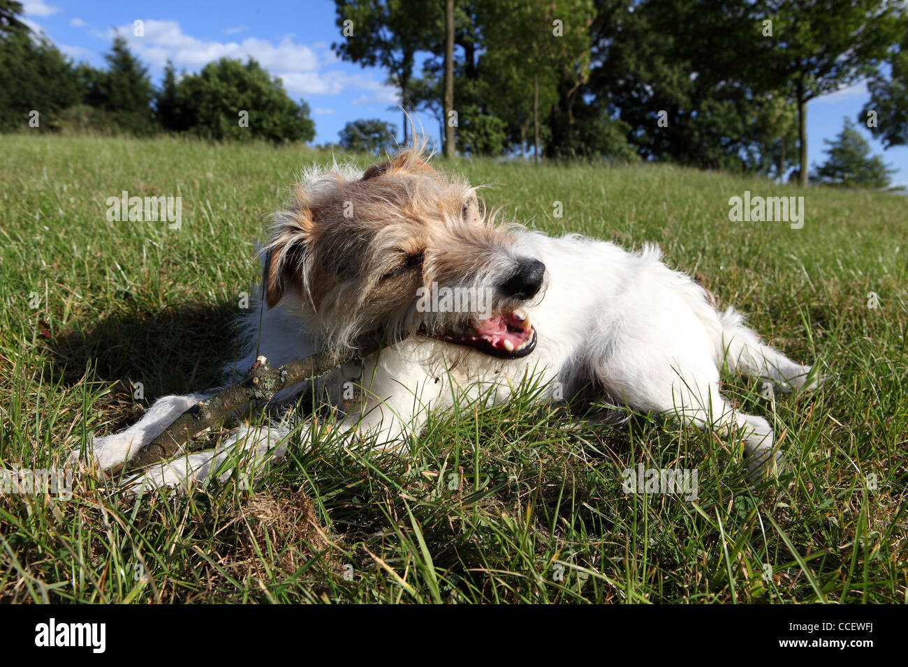 Un Parsons Russell Terrier seduto sull'erba, masticare un bastone Foto Stock