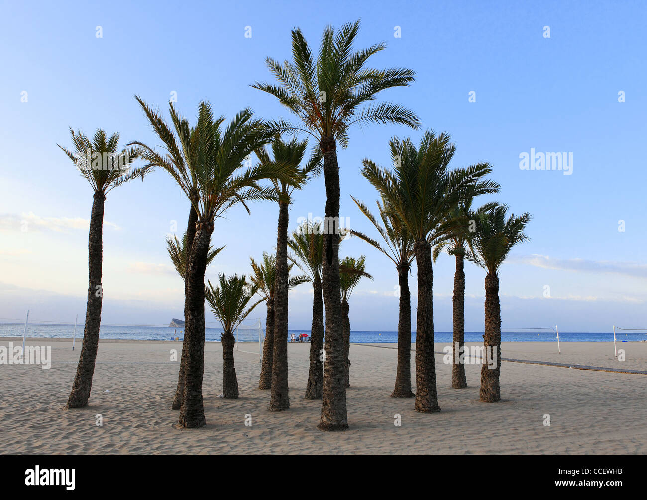 Le palme sulla spiaggia Foto Stock