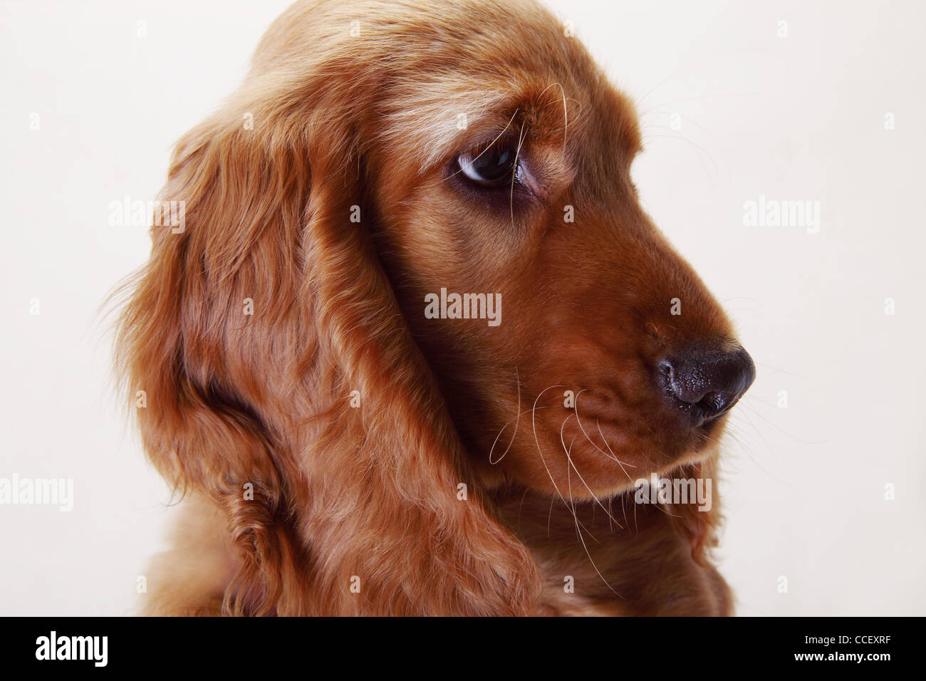 Un lavoro di Cocker Spaniel, vista laterale Foto Stock