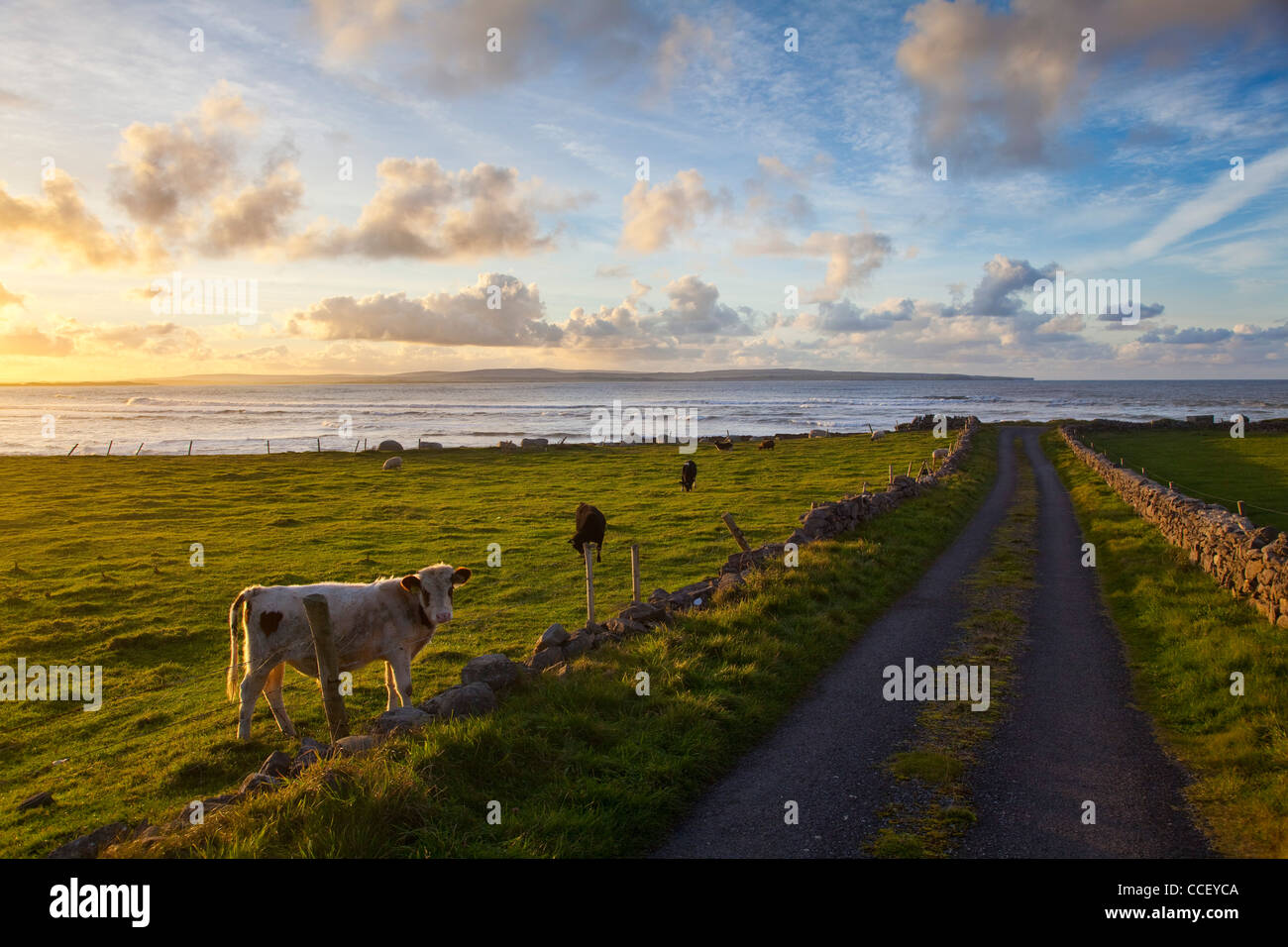 Serata estiva su una strada costiera, nella contea di Sligo, Irlanda. Foto Stock