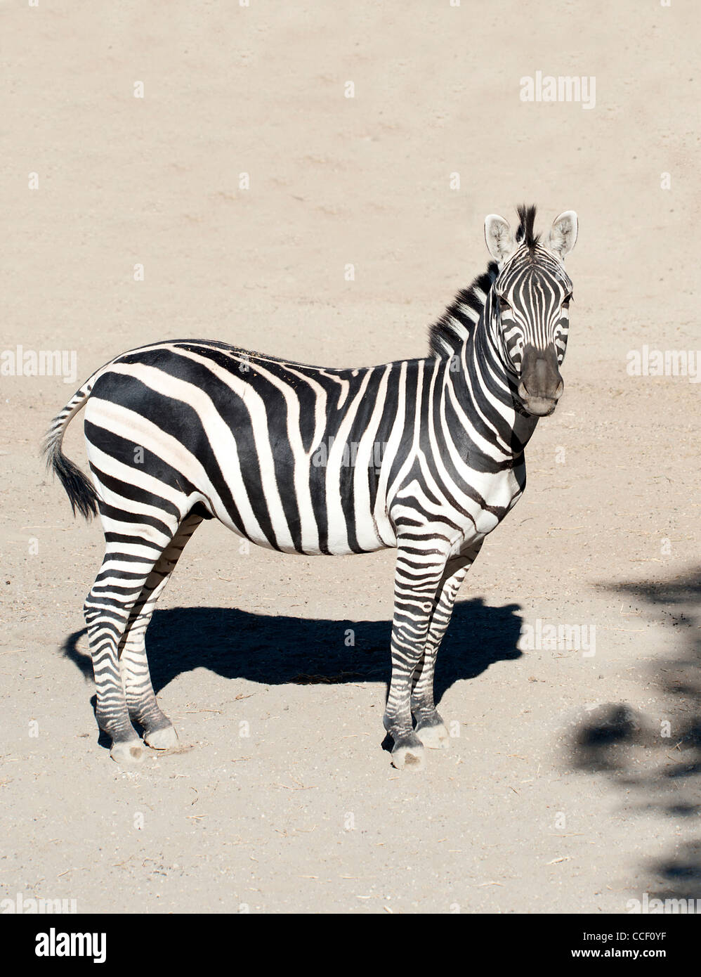 In prossimità di una zebra al sole Foto Stock