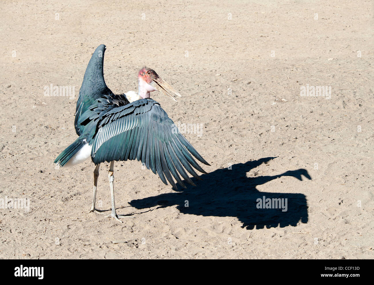 Marabou Stork con ali fuori teso Foto Stock