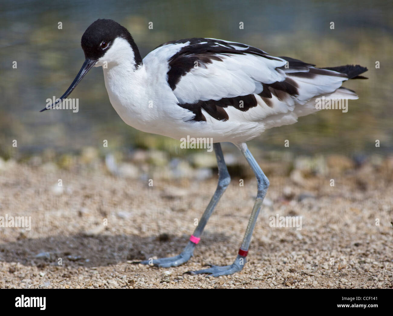 Pied Avocet (recurvirostra avosetta) Foto Stock