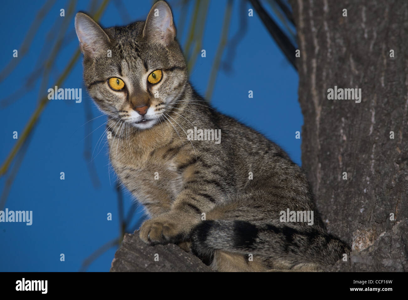 Staring cat, seduto su un albero Foto Stock