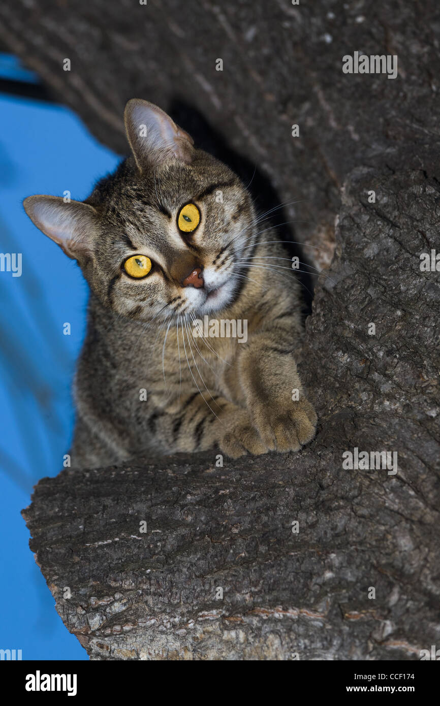 Staring cat, seduto su un albero Foto Stock