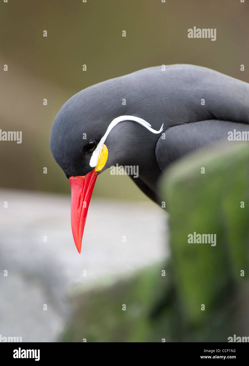Close up di un Inca Tern Foto Stock