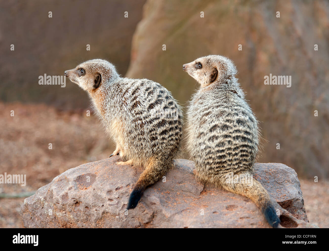 Close up di un Meerkat Foto Stock