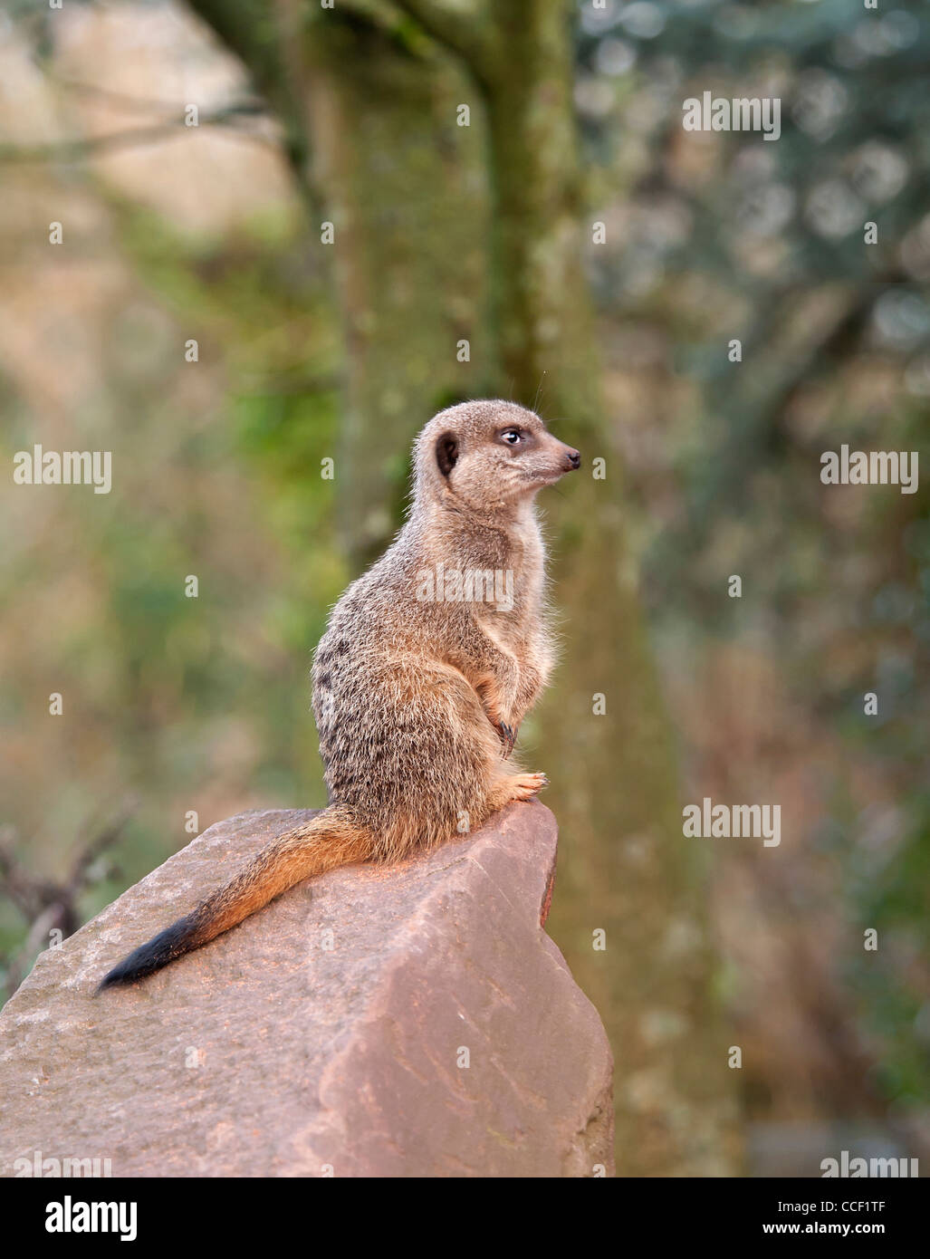 Close up di un Meerkat Foto Stock