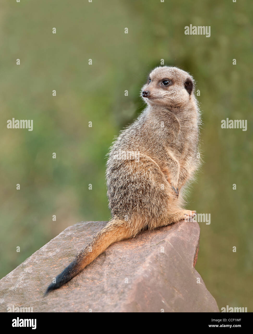 Close up di un Meerkat Foto Stock