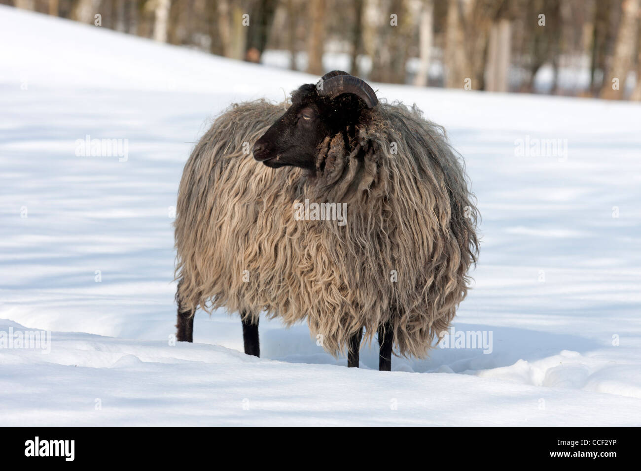 Il tedesco heath in neve (Ovis ammon f. aries) Foto Stock