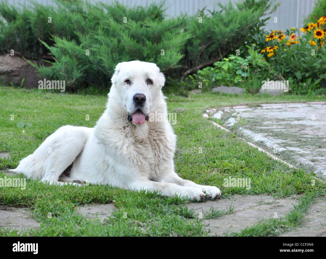 In Asia centrale il cane pastore Foto Stock