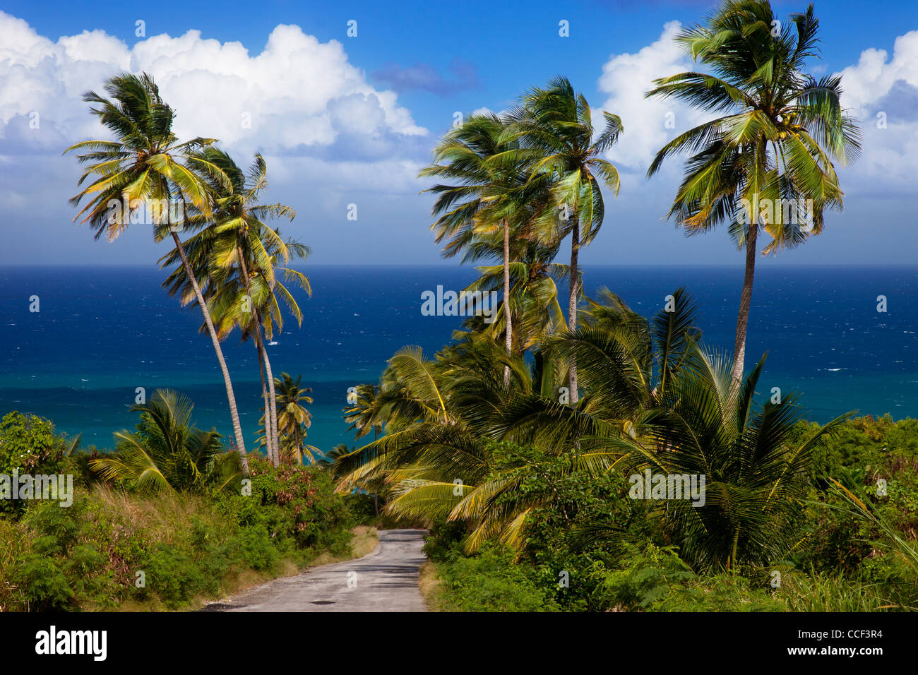 Le palme che si affaccia sulla costa orientale di Barbados a Bathsheba Foto Stock