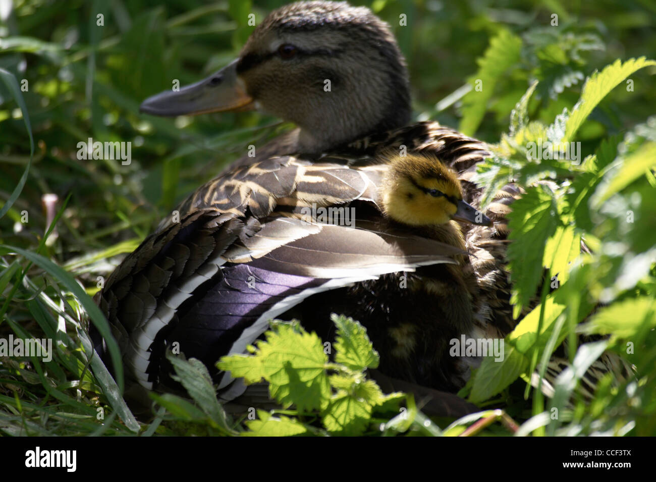 Femmina, Mallard duck, Anas platyrhynchos, con anatroccolo sbirciando da sotto le piume sulla schiena. Foto Stock