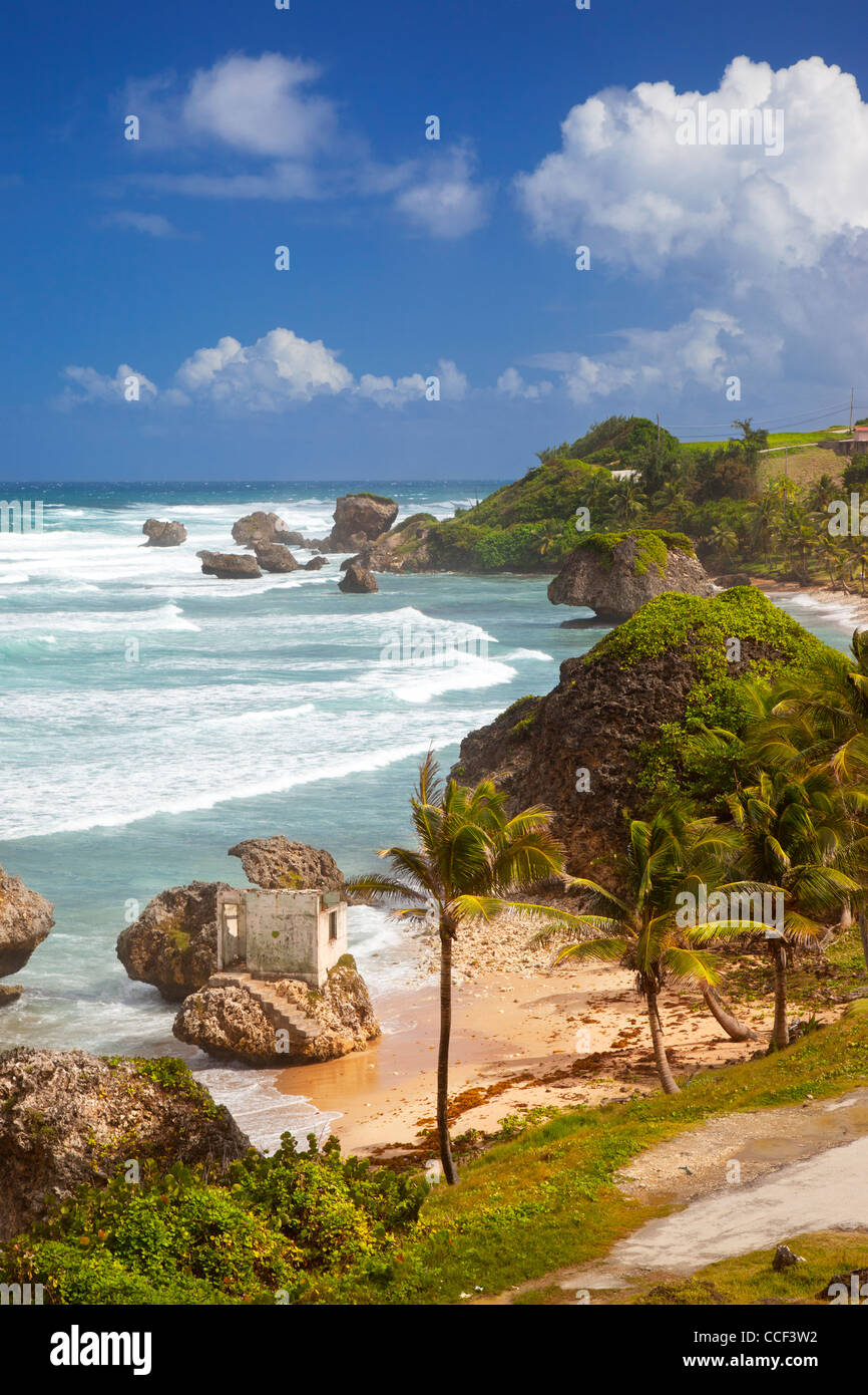 Costa rocciosa lungo la costa orientale delle Barbados a Bathsheba Beach, West Indies Foto Stock