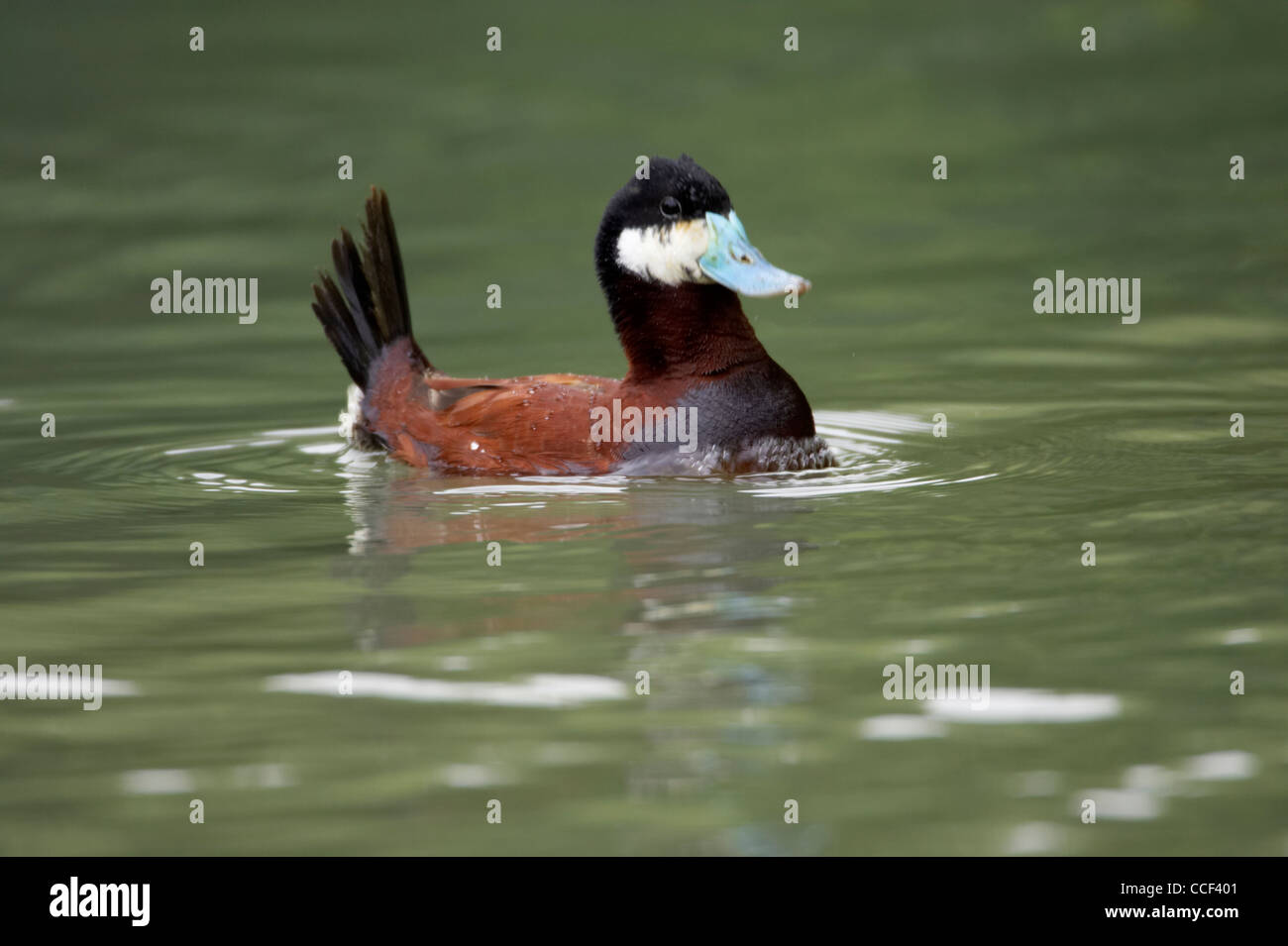 Ruddy duck, Oxyura jamaicensis, maschio, nel corteggiamento. Foto Stock