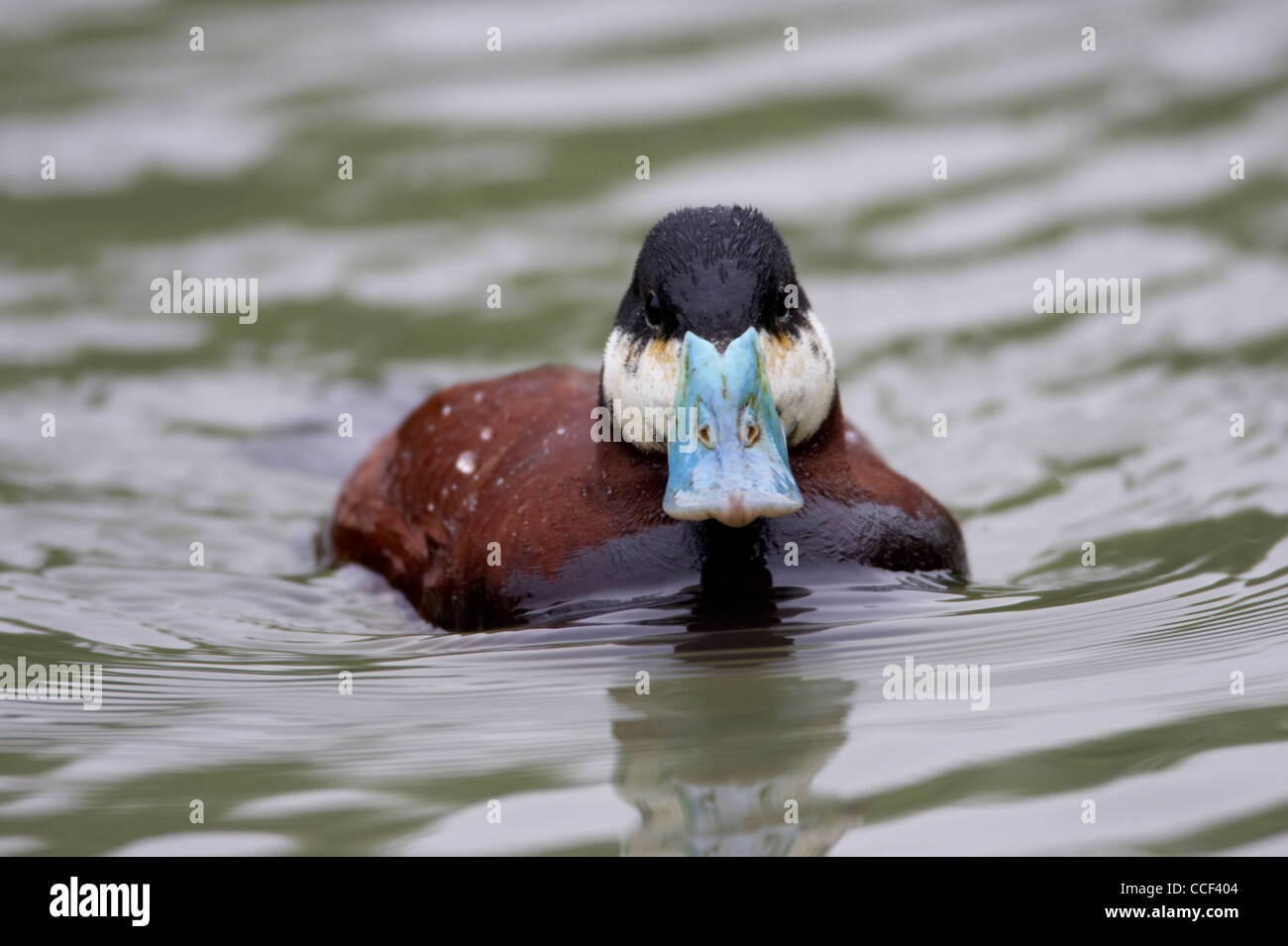 Ruddy duck, Oxyura jamaicensis, maschio, nuoto. Foto Stock
