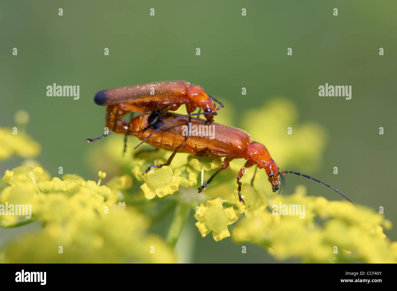 Soldato beetle, Rhagonycha fulva, coniugata coppia sul fiore giallo. Foto Stock