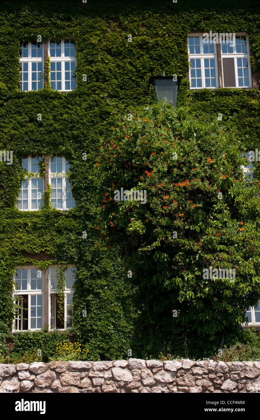 Ivy muri rivestiti di Wawel. Foto Stock