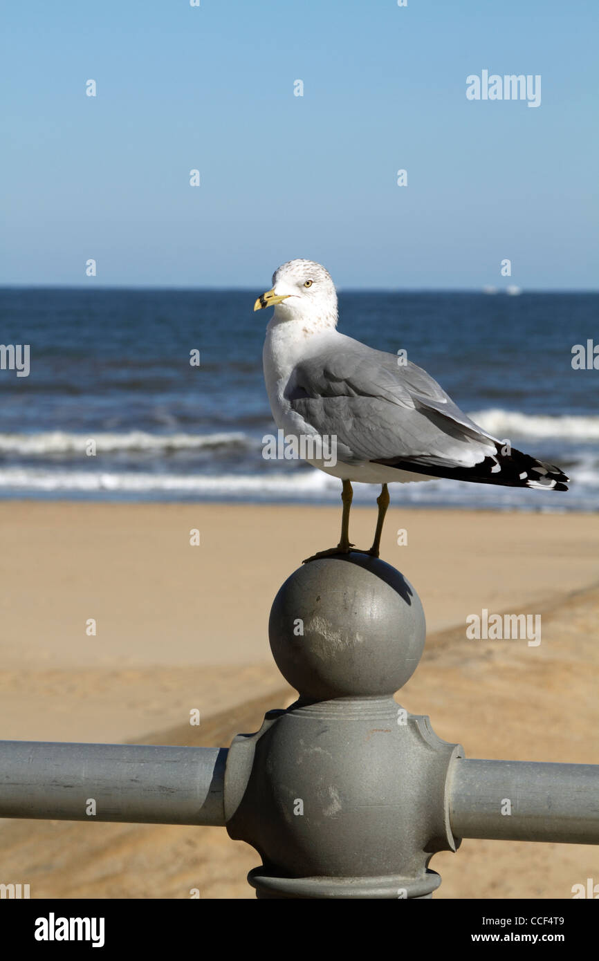 Un gabbiano in piedi sul Boardwalk ringhiera in Virginia Beach, Virginia, Stati Uniti d'America Foto Stock