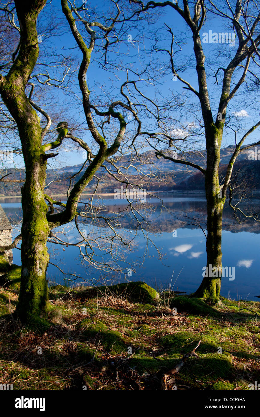 Llyn Dinas lago nel Parco Nazionale di Snowdonia nella nebbia visto attraverso gli alberi con la riflessione ancora in acque Gwynedd North Wales UK Foto Stock