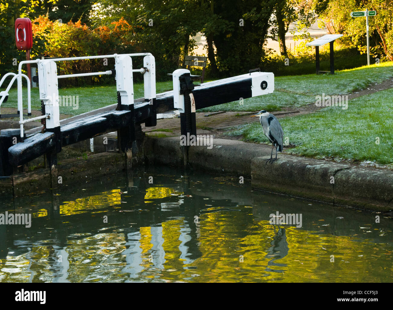 Heron da una serratura porta sul Grand Union Canal su un gelido mattino Foto Stock