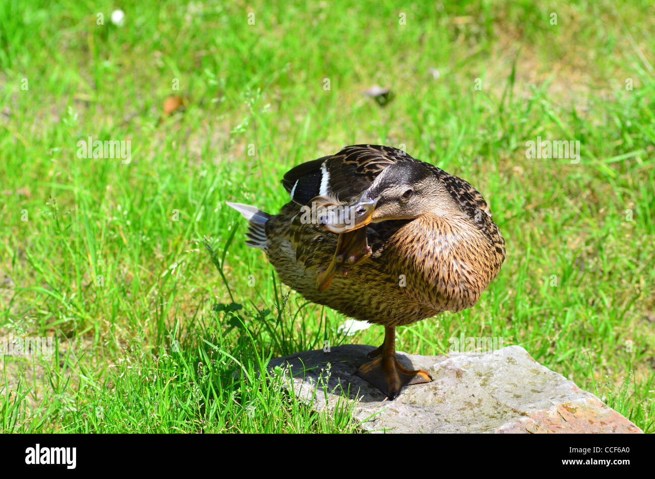 Anatra selvatica - Germano Reale Foto Stock