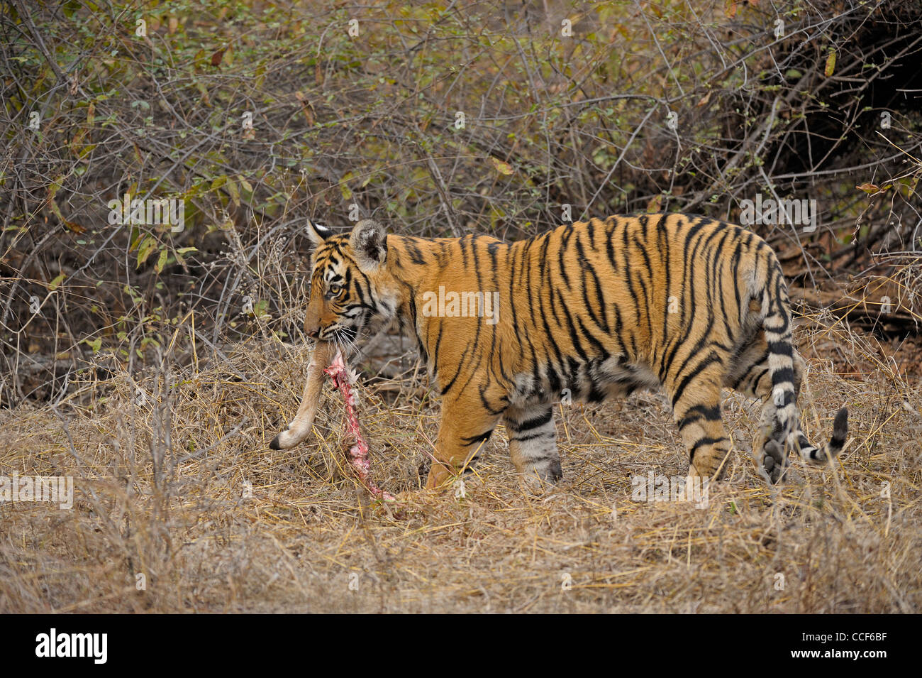 Un giovane cucciolo di tigre con un cervo kill di mangiare nel Parco nazionale di Ranthambore Foto Stock