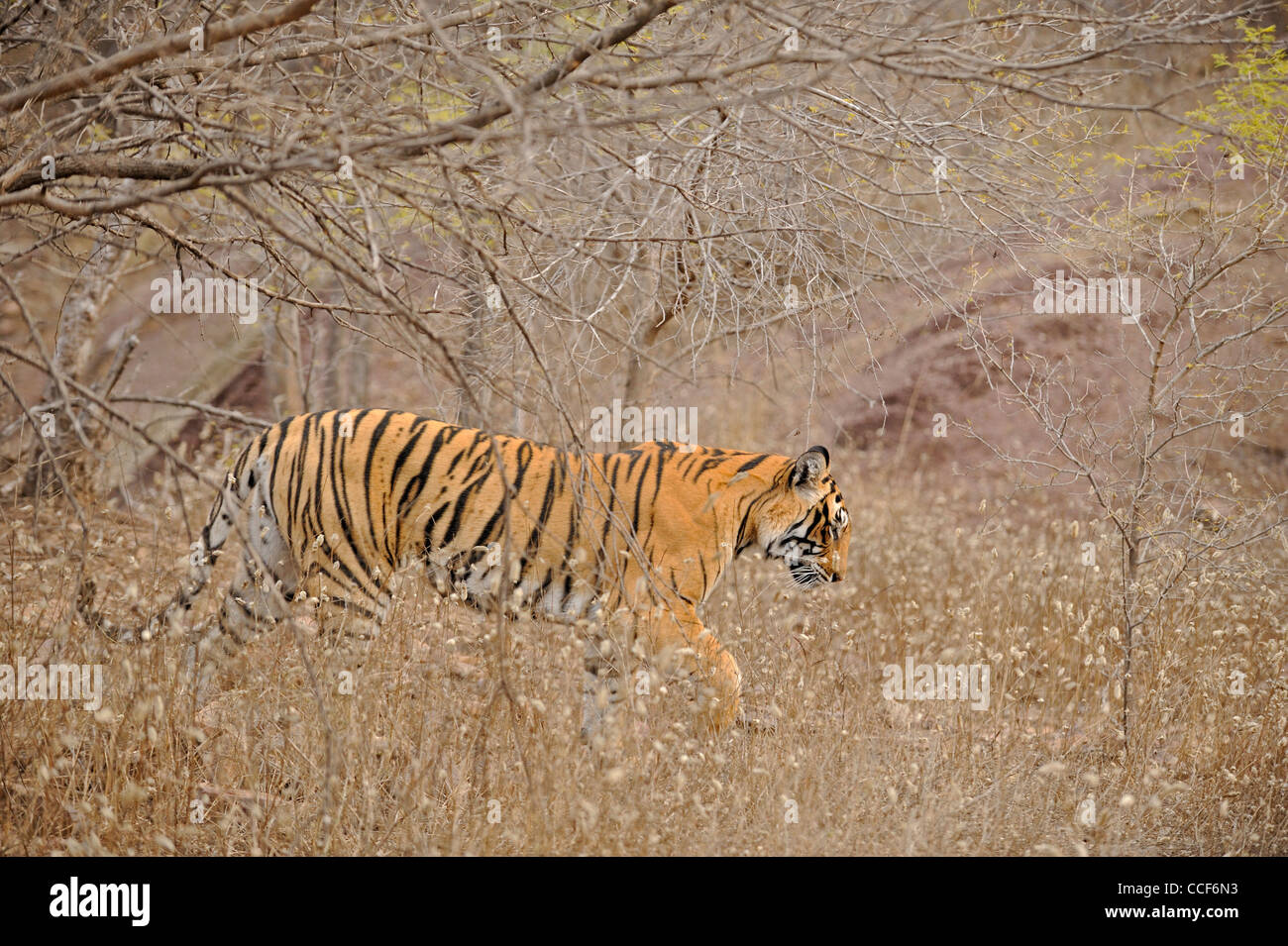 Tiger passeggiate attraverso le boccole in una nebbiosa mattina inverno in Ranthambhore Foto Stock